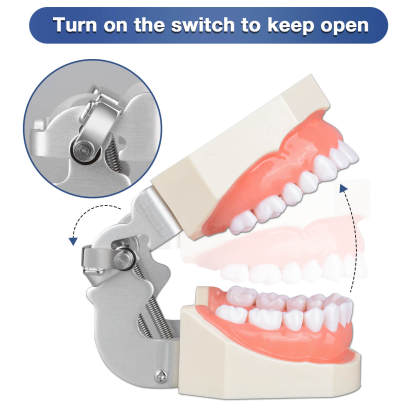 Typodont Teeth Model with 28 Detachable Teeth for Dental Students