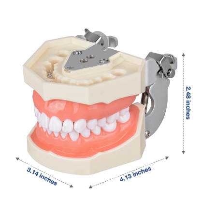 Typodont Teeth Model with 28 Detachable Teeth for Dental Students