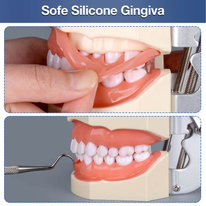 Typodont Teeth Model with 28 Detachable Teeth for Dental Students