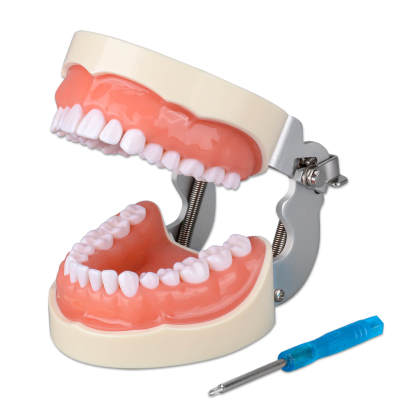 Typodont Teeth Model with 32 Removable Teeth for Dental Hygiene students