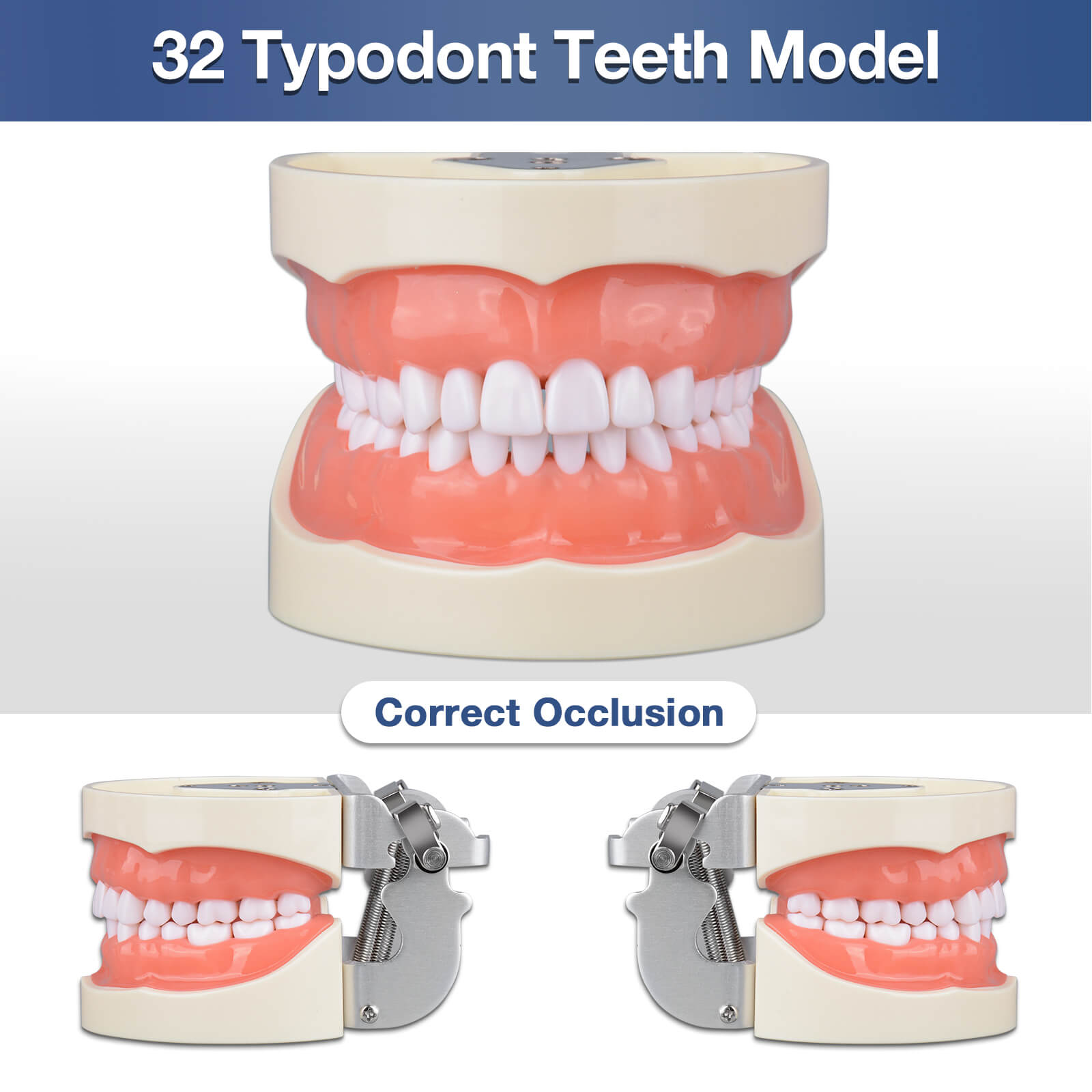 Typodont Teeth Model with 32 Removable Teeth for Dental Hygiene students