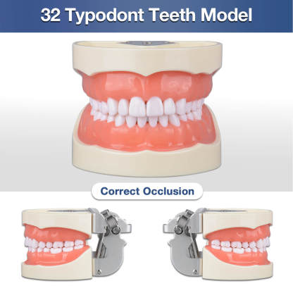 Typodont Teeth Model with 32 Removable Teeth for Dental Hygiene students