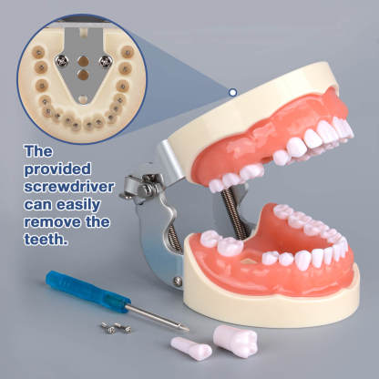 Typodont Teeth Model with 32 Removable Teeth for Dental Hygiene students