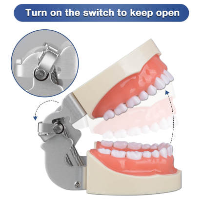 Typodont Teeth Model with 32 Removable Teeth for Dental Hygiene students