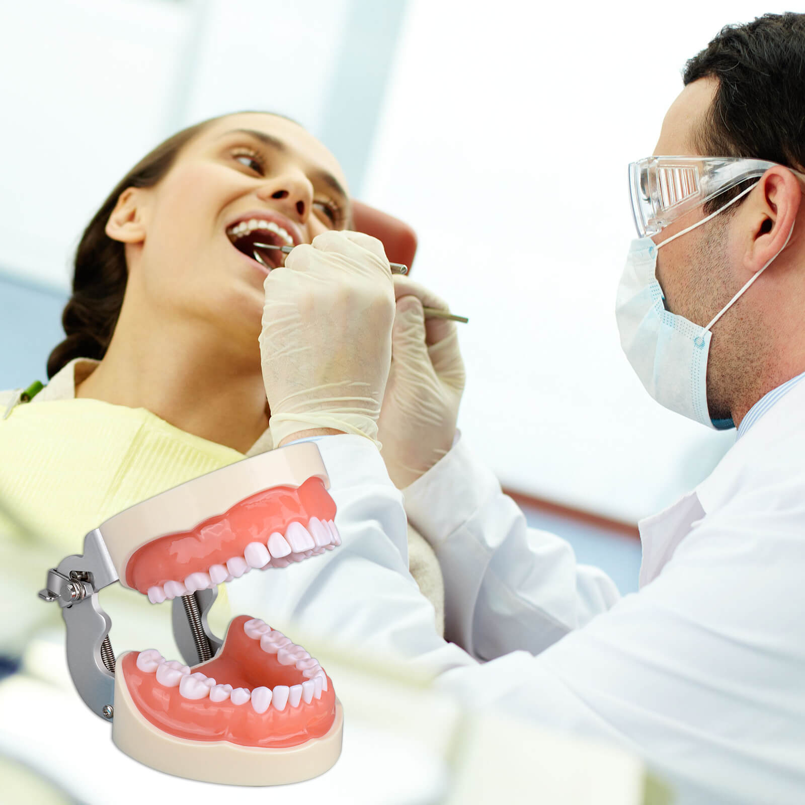 Typodont Teeth Model with 32 Removable Teeth for Dental Hygiene students