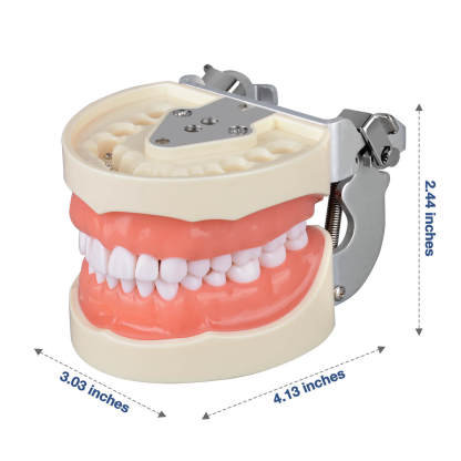 Typodont Teeth Model with 32 Removable Teeth for Dental Hygiene students