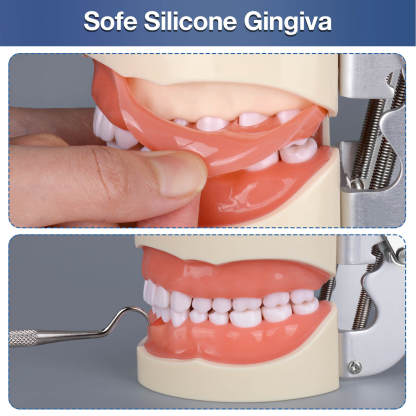 Typodont Teeth Model with 32 Removable Teeth for Dental Hygiene students