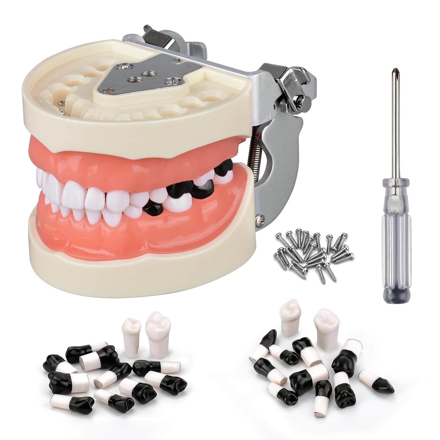 Dental Typodont with 32 Removable Teeth & 24 Black Replacement Teeth