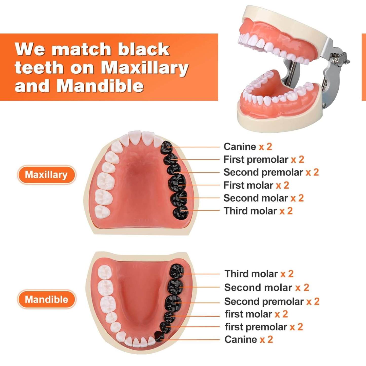 Dental Typodont with 32 Removable Teeth & 24 Black Replacement Teeth