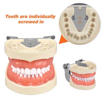Dental Typodont with 32 Removable Teeth & 24 Black Replacement Teeth