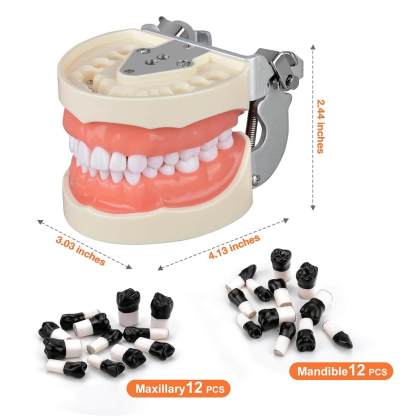 Dental Typodont with 32 Removable Teeth & 24 Black Replacement Teeth