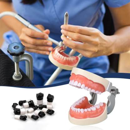 Dental Typodont with 32 Removable Teeth & 24 Black Replacement Teeth