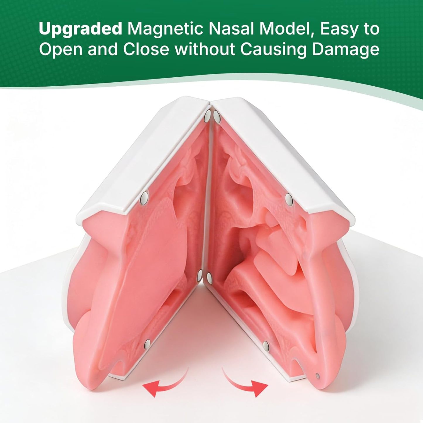 Upgraded Human Nasal Cavity Anatomy Model 