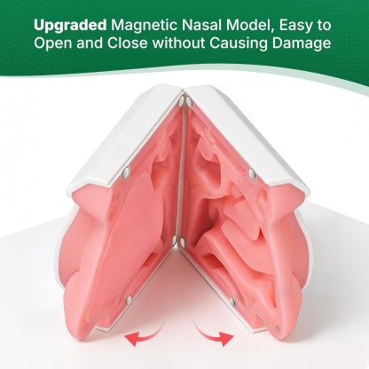 Upgraded Human Nasal Cavity Anatomy Model 