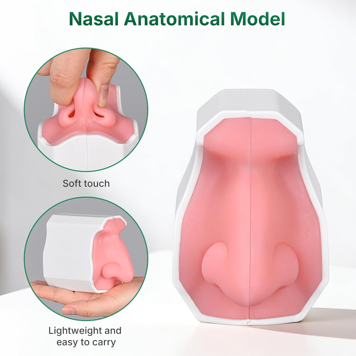 Premium Human Nasal Cavity Anatomy Model, Soft & Lightweight
