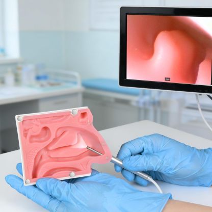 Premium Human Nasal Cavity Anatomy Model for Nasal Endoscopy Training