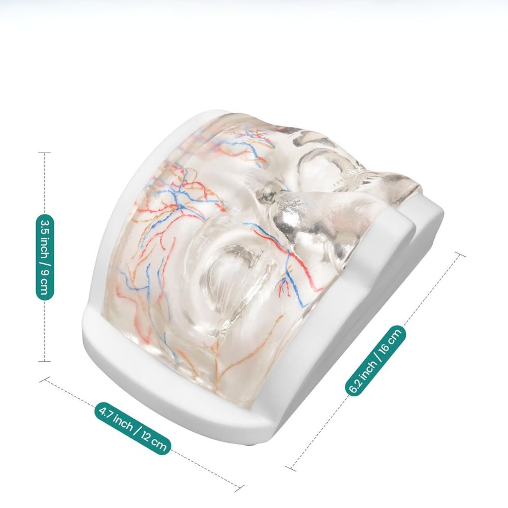Transparent Upper Face Injection Training Model with Visible Vessels