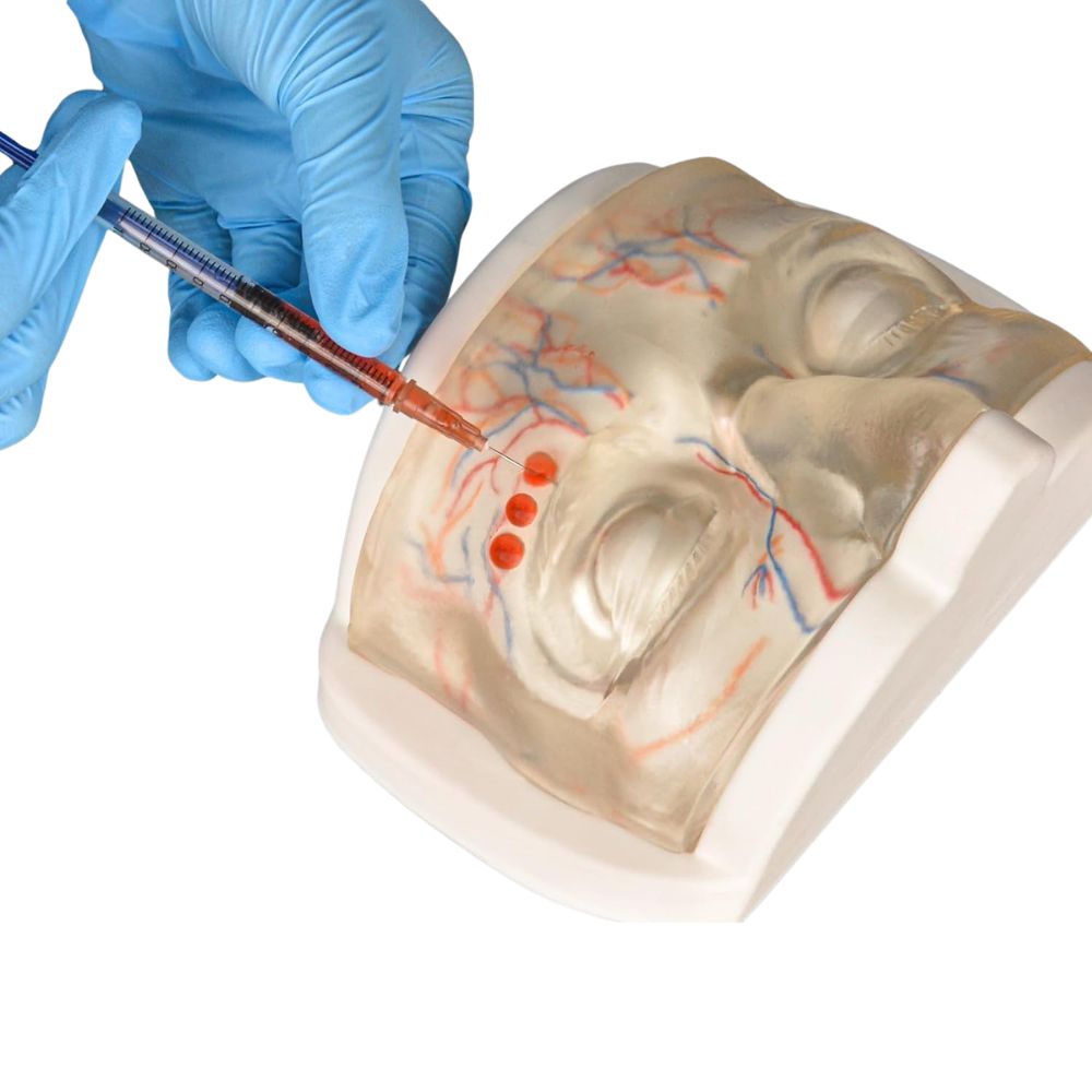 Transparent Upper Face Injection Training Model with Visible Vessels