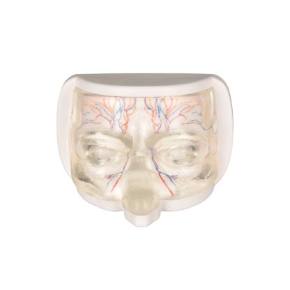 Upper Facial Cosmetic Injection Training Model with Simulated Blood Vessels