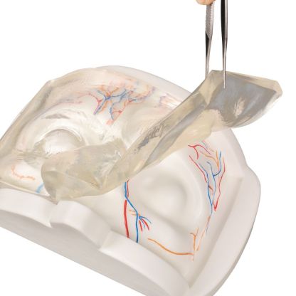 Upper Facial Cosmetic Injection Training Model with Simulated Blood Vessels