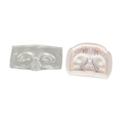 Upper Facial Cosmetic Injection Training Model with Simulated Blood Vessels