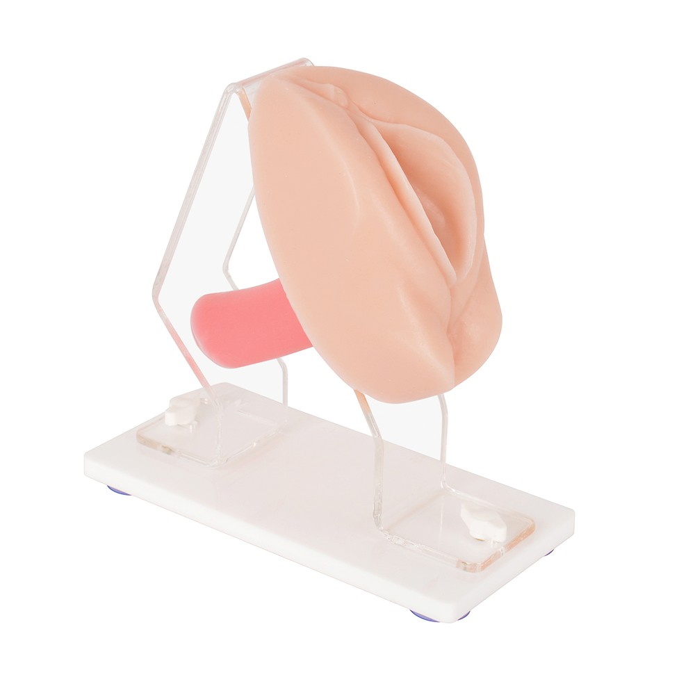 Vaginal and Pelvic Exam Training Anatomical Model