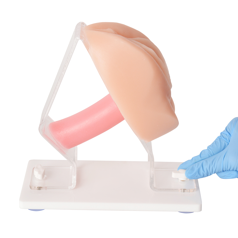 Vaginal and Pelvic Exam Training Anatomical Model