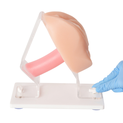 Vaginal and Pelvic Exam Training Anatomical Model