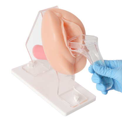 Vaginal and Pelvic Exam Training Anatomical Model