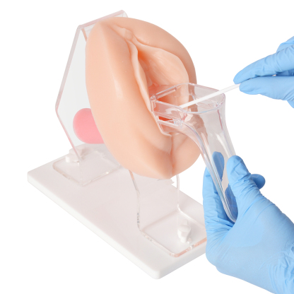 Vaginal and Pelvic Exam Training Anatomical Model