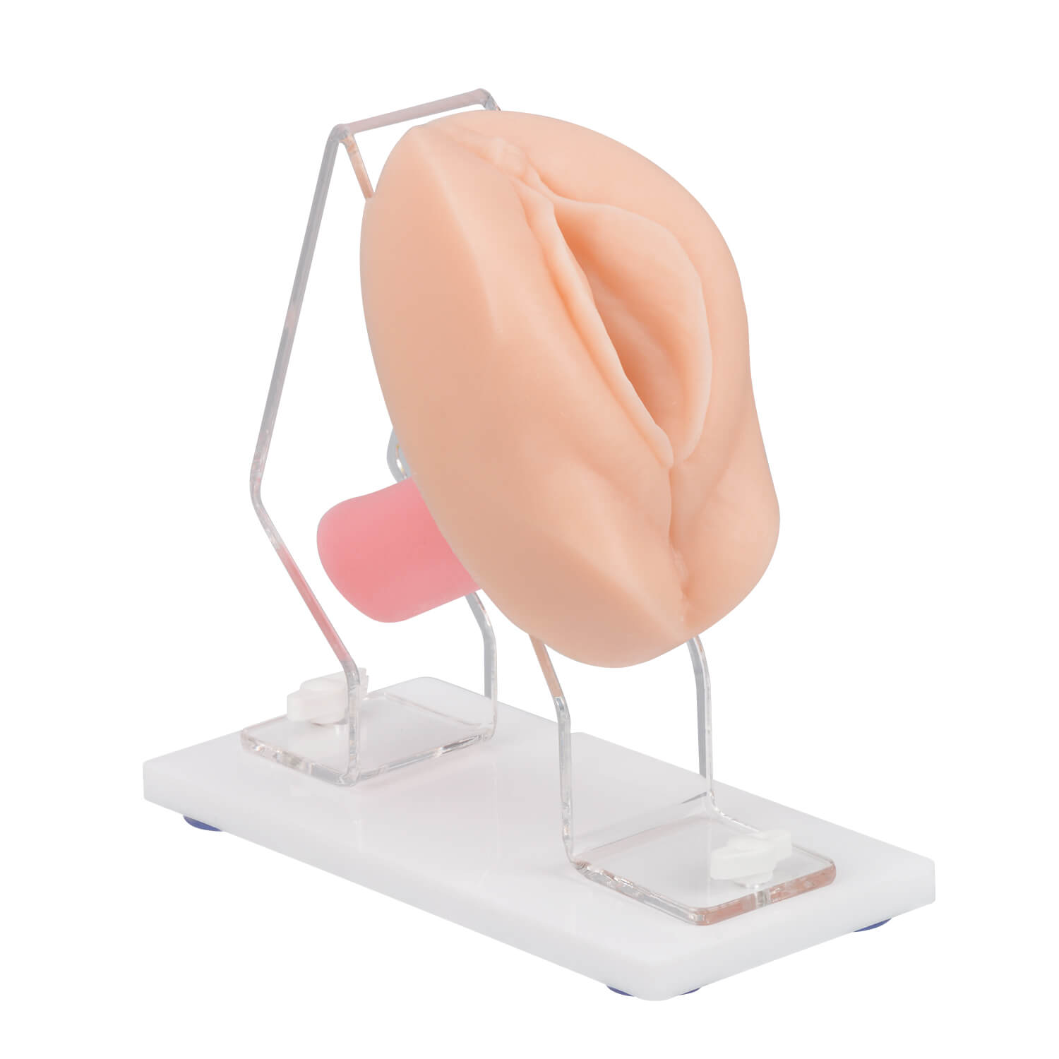 Vaginal & Pelvic Examination Training Model with Cervix