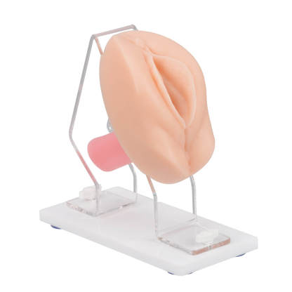 Vaginal & Pelvic Examination Training Model with Cervix