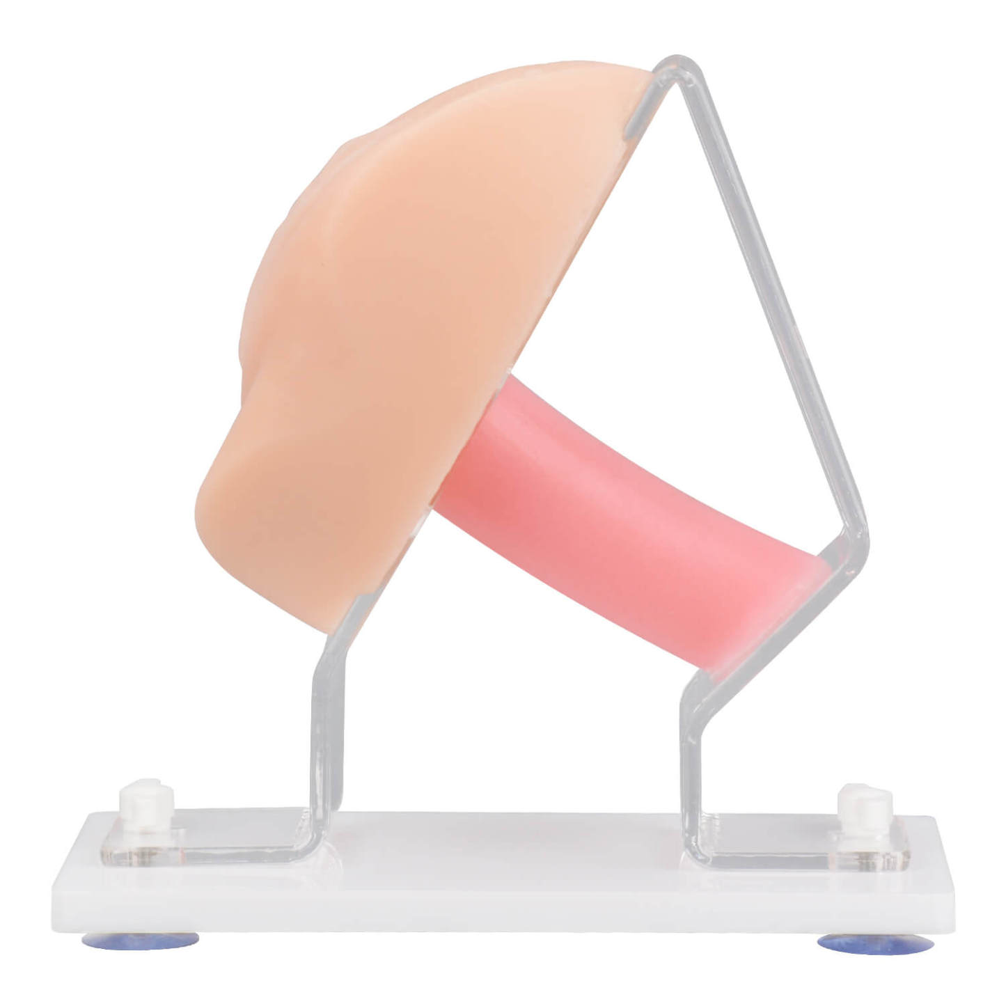 Vaginal & Pelvic Examination Training Model with Cervix