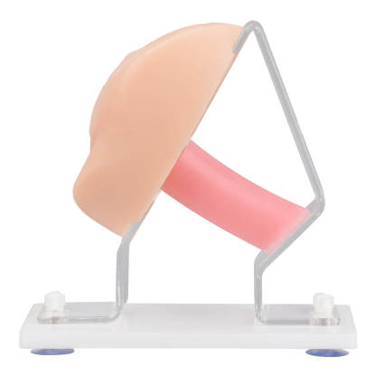 Vaginal & Pelvic Examination Training Model with Cervix