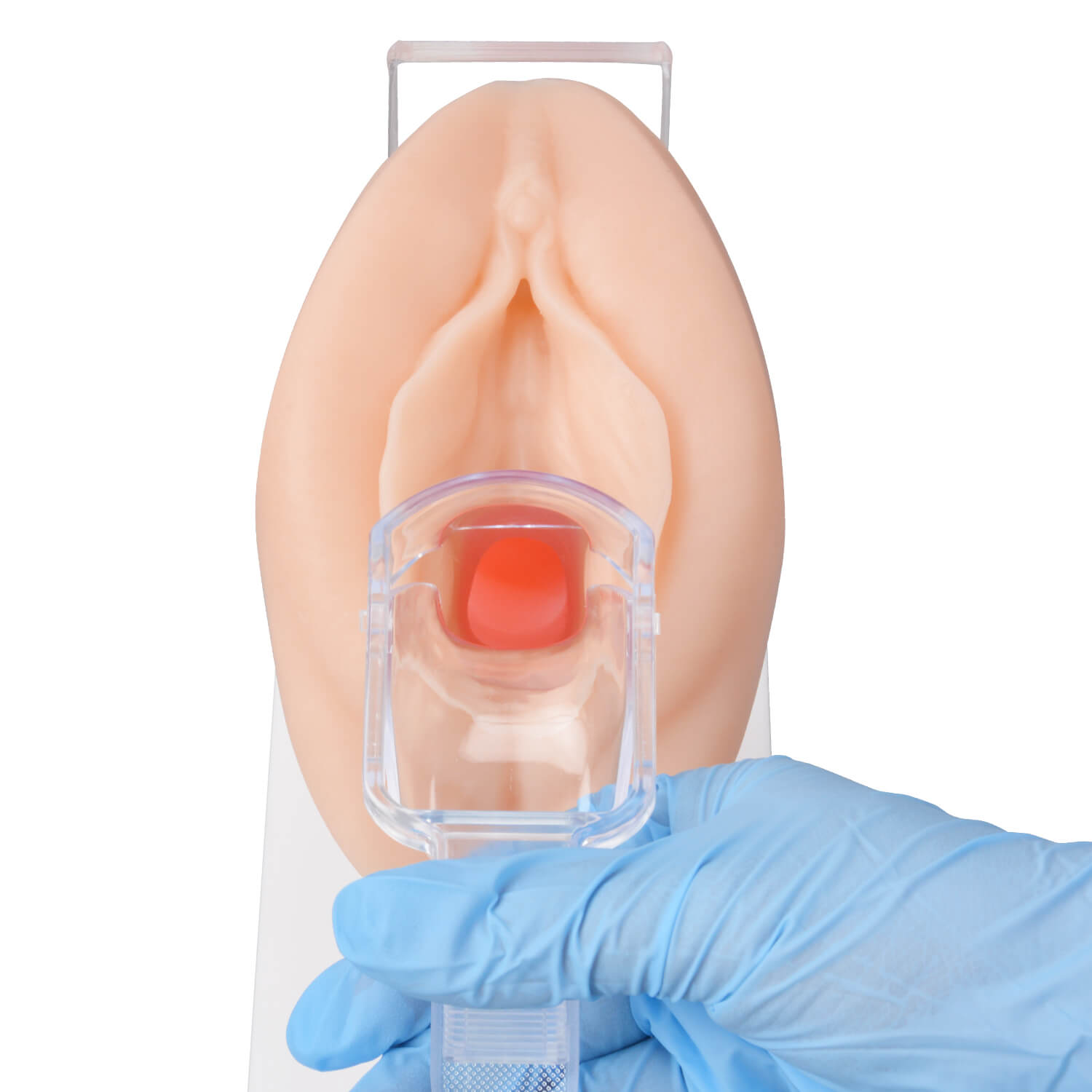 Vaginal & Pelvic Examination Training Model with Cervix