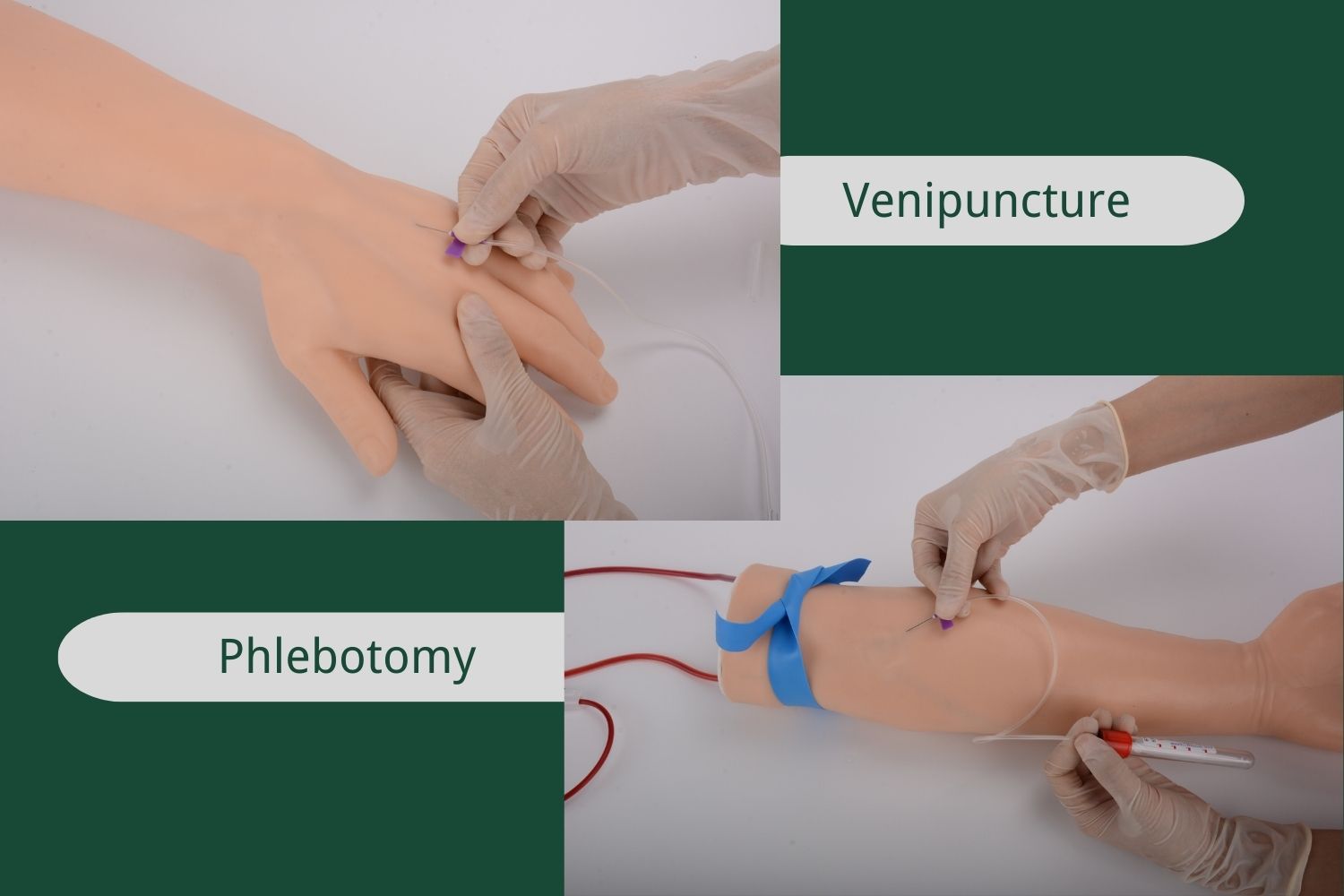 Venipuncture VS Phlebotomy: What is the Difference
