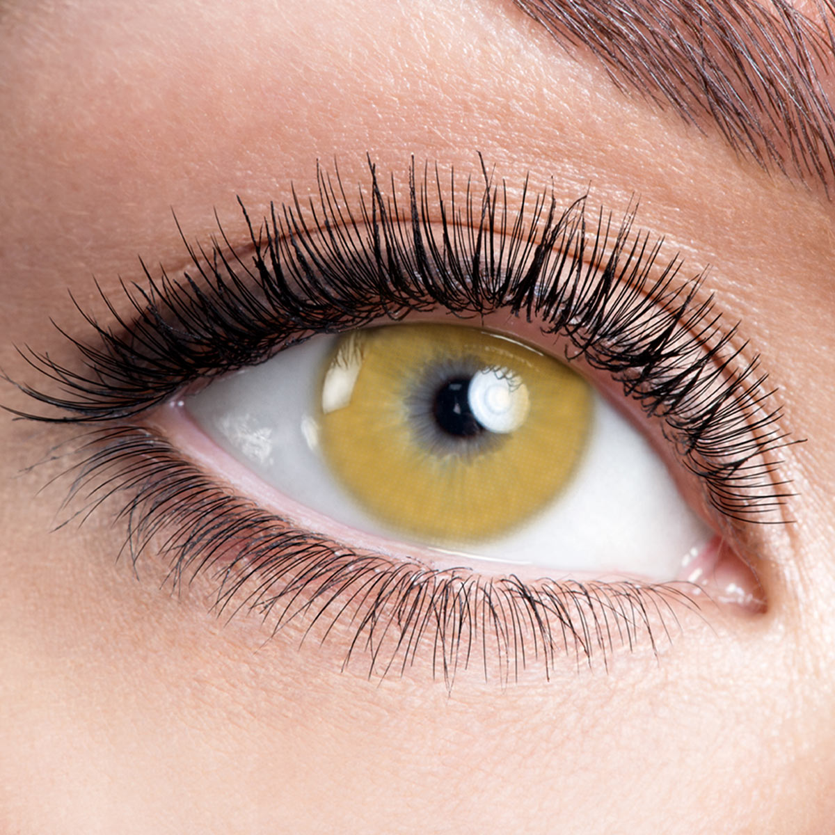 [Pre-Sale] Fuji Brown 6 Months Contact Lenses