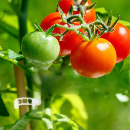 🗜️Clips For Climbing Plants – Plastic tomato ties and plant fasteners 🌱🍅