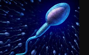 What are the factors that can affect sperm health?-ACCUFAST
