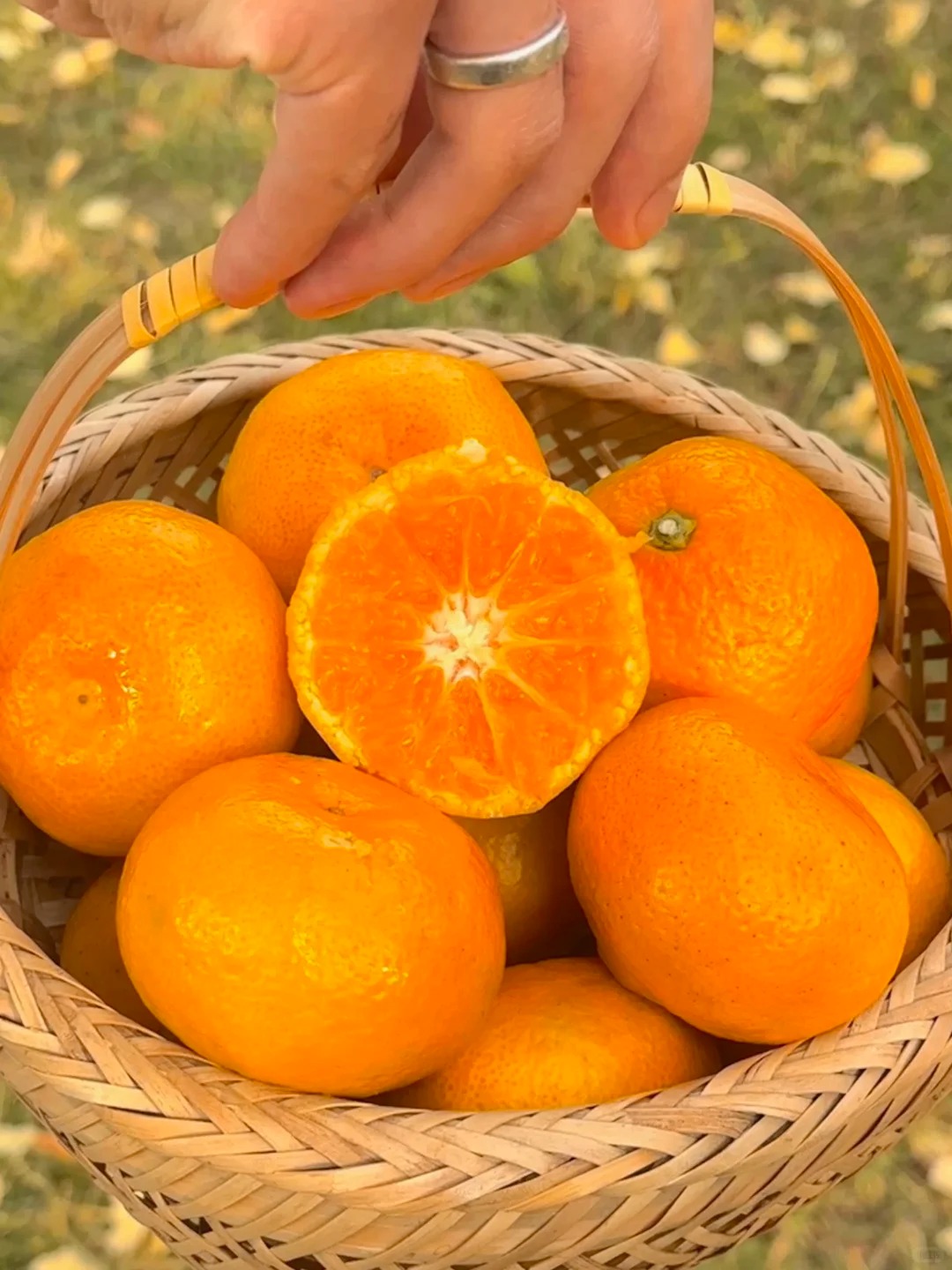 Shimen Honey Mandarin | Thin Skin, Juicy, and Sweet