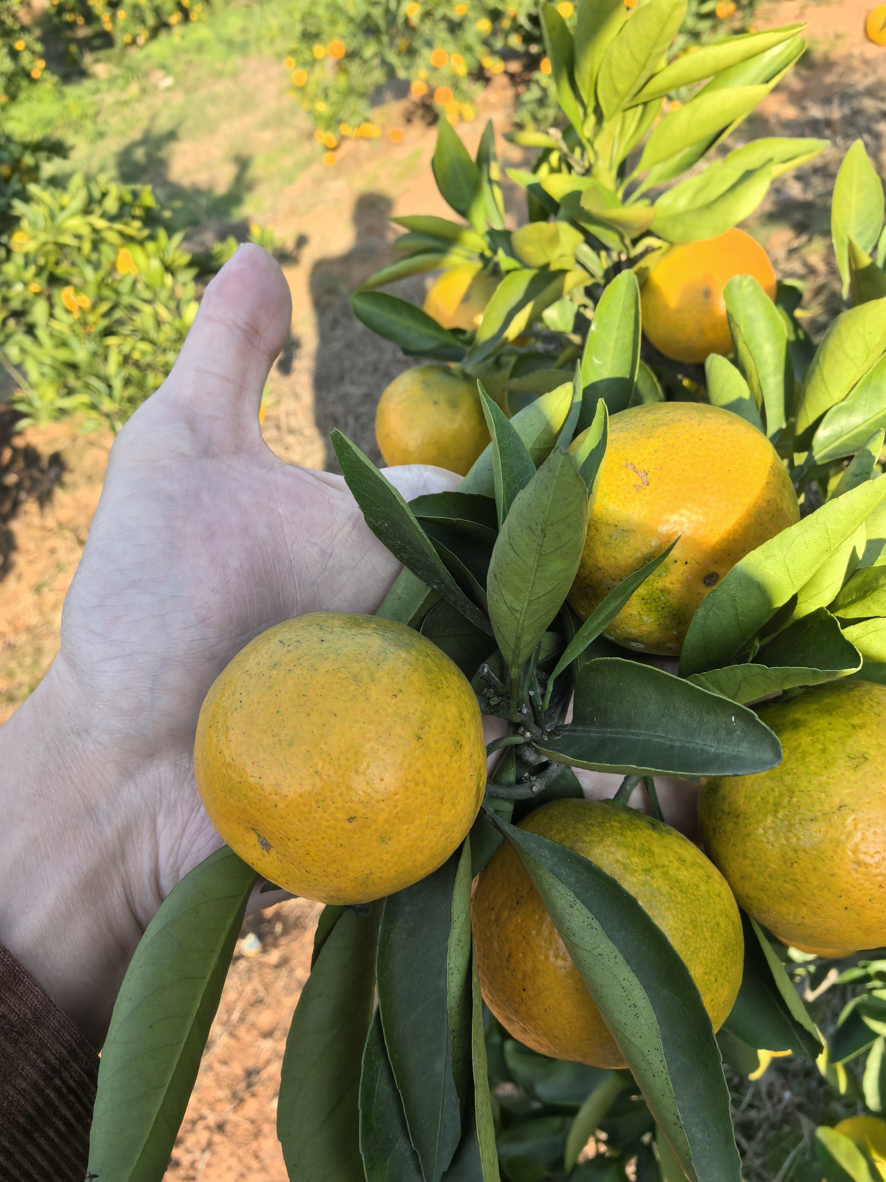 Shimen Honey Mandarin | Thin Skin, Juicy, and Sweet