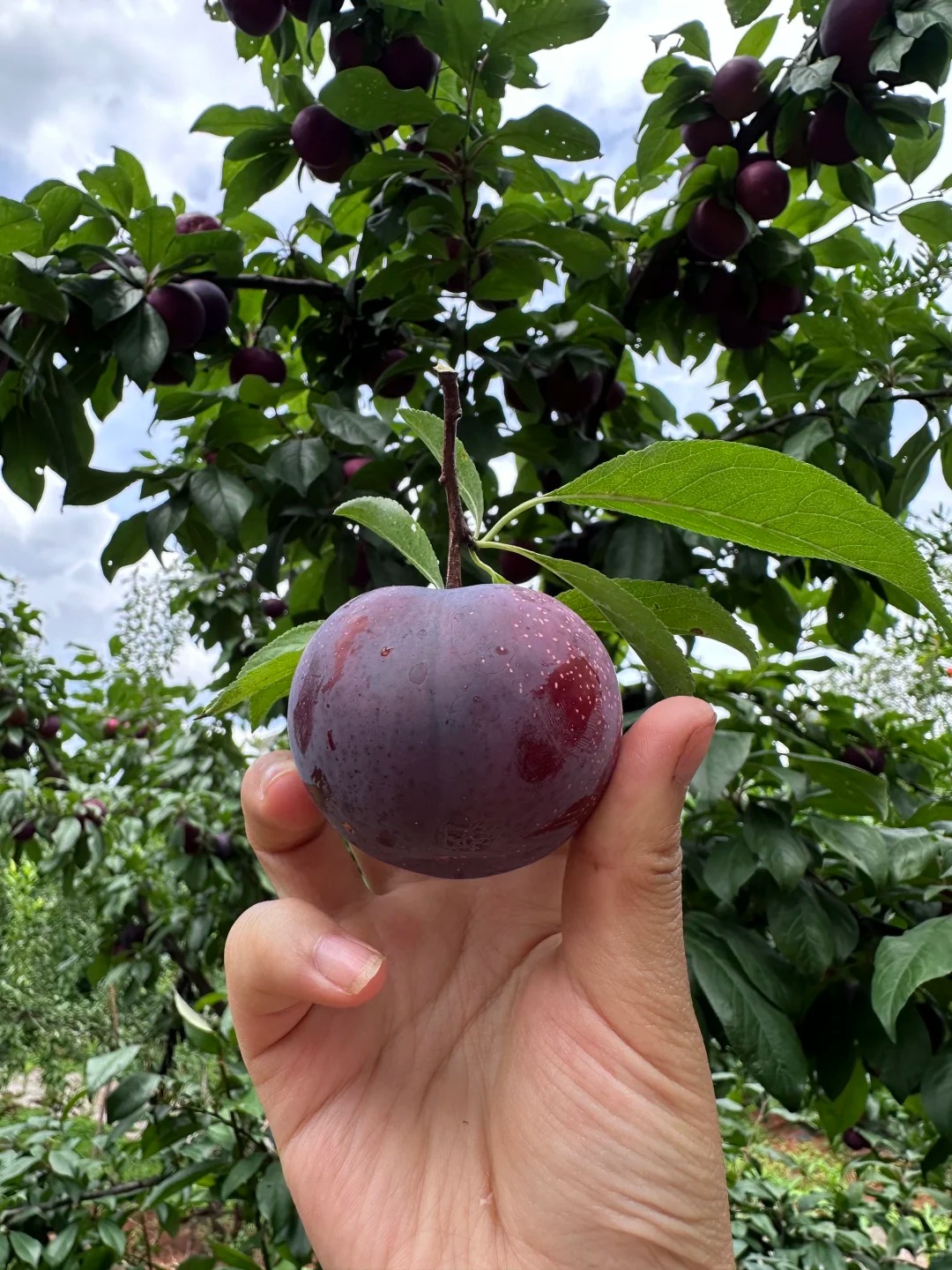 Black Plum | Deep Purple, Juicy, and Sweet