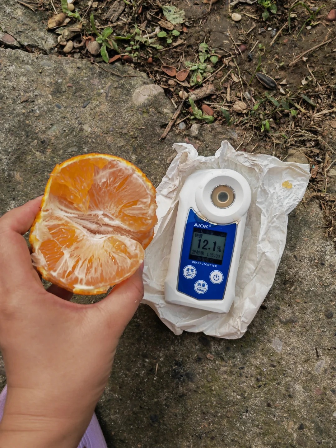 Ehime 38 Jelly Orange | Jelly-Like Flesh, Sweet and Juicy