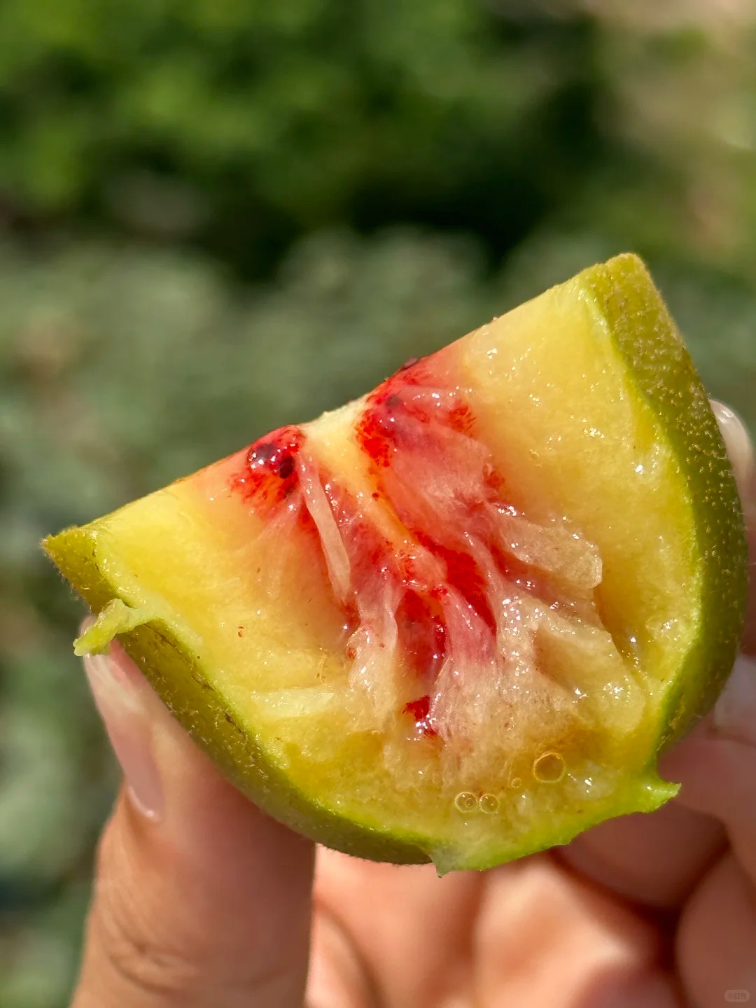 Kiwi Fruit | Sweet-Tart Balance, Fresh and Juicy