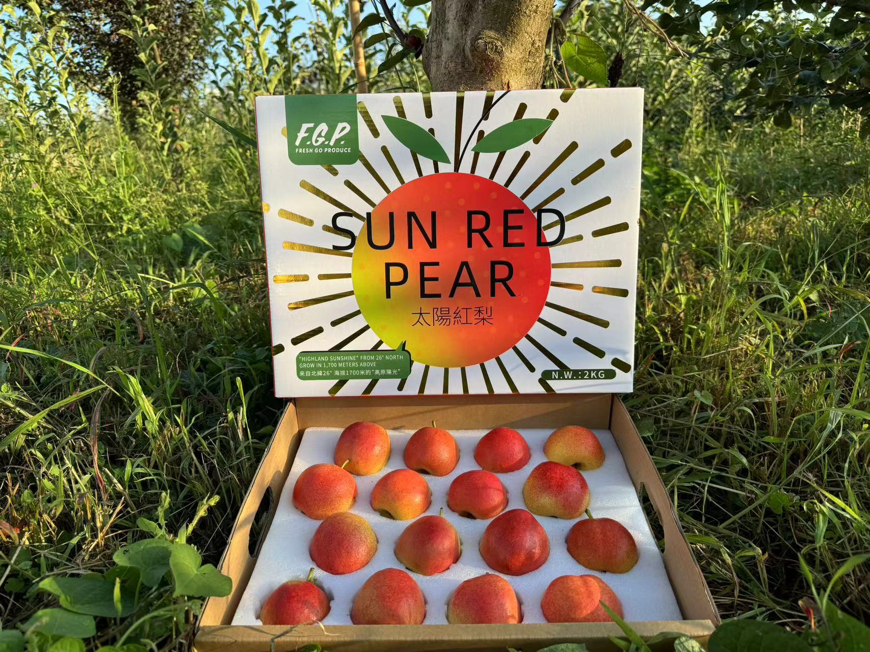 Sun Red Pear 