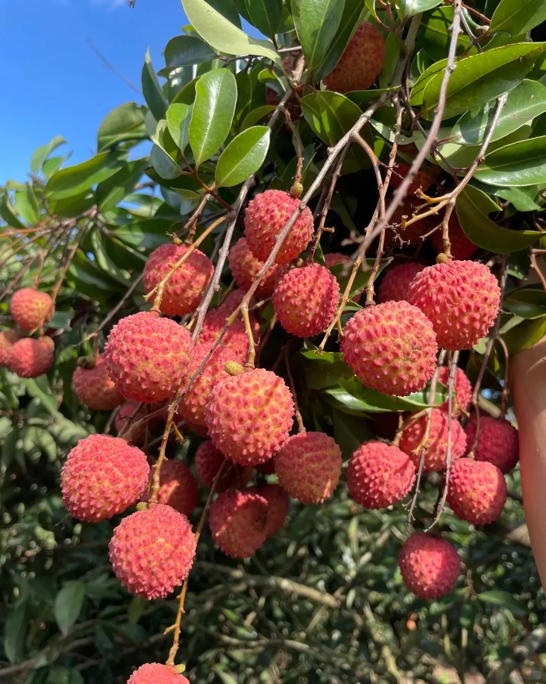 Guiwei Lychee | Fragrant and Honey-Sweet