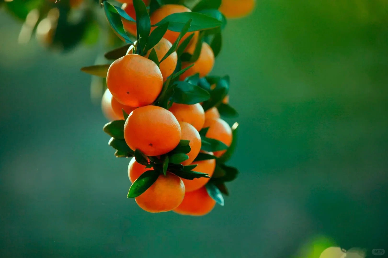 Shimen Honey Mandarin | Thin Skin, Juicy, and Sweet