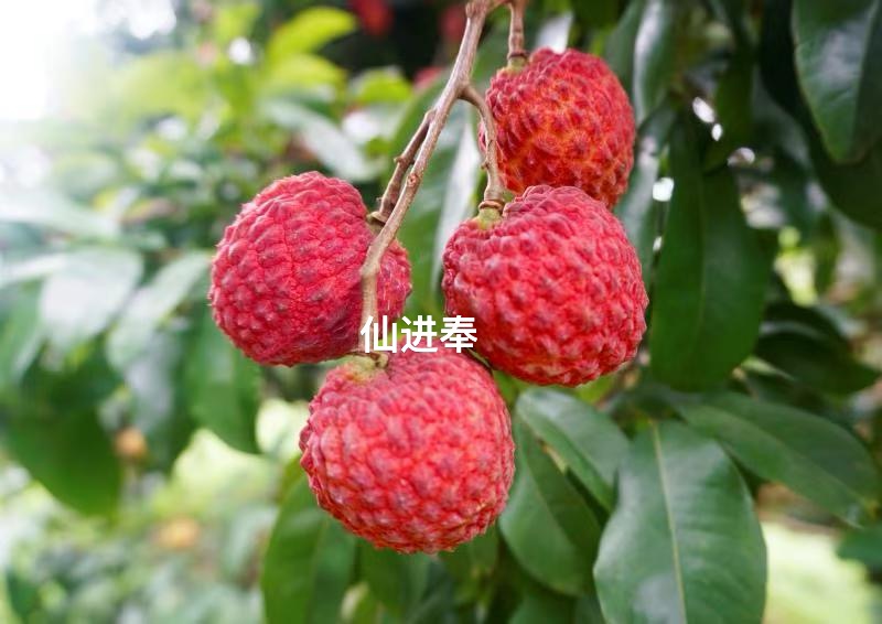 Xianjinfeng Lychee | Crisp, Juicy, and Fragrant