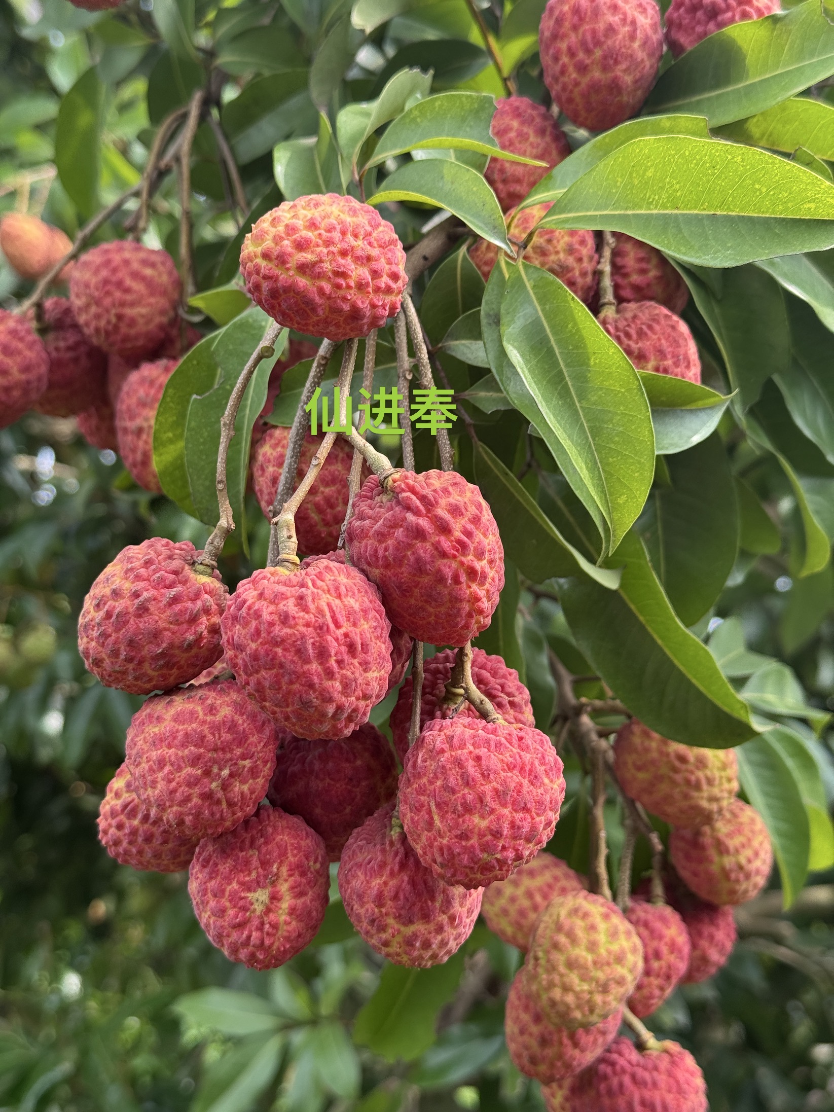 Xianjinfeng Lychee | Crisp, Juicy, and Fragrant