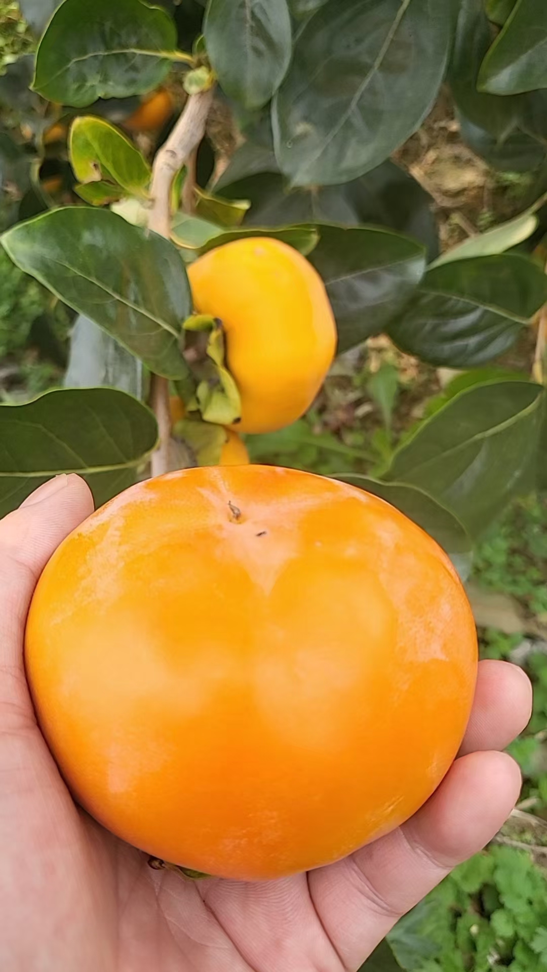 Persimmon